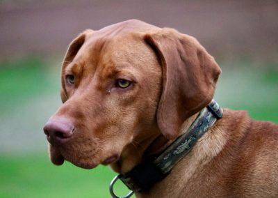 a profile picture of the brown dog named Danner