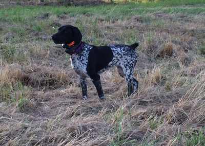 black-white dog on a large field