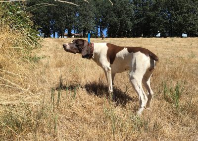 brown-white dog looking to the bushes while undergoing an upland hunting training