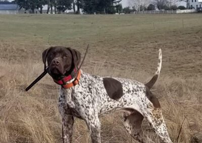 Brown spotted dog in field with collar