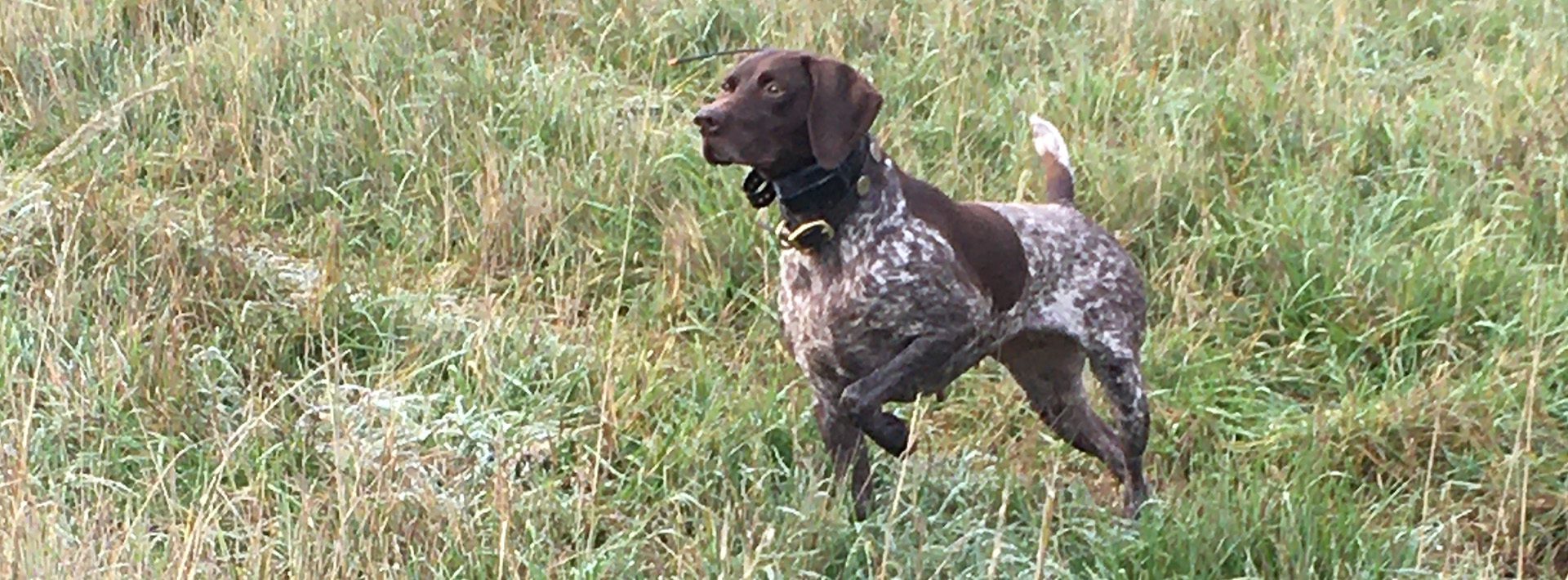 Side By Side Upland Hunting Dog Training In Salem Or