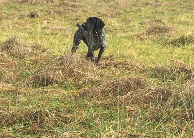 Dog roaming in field