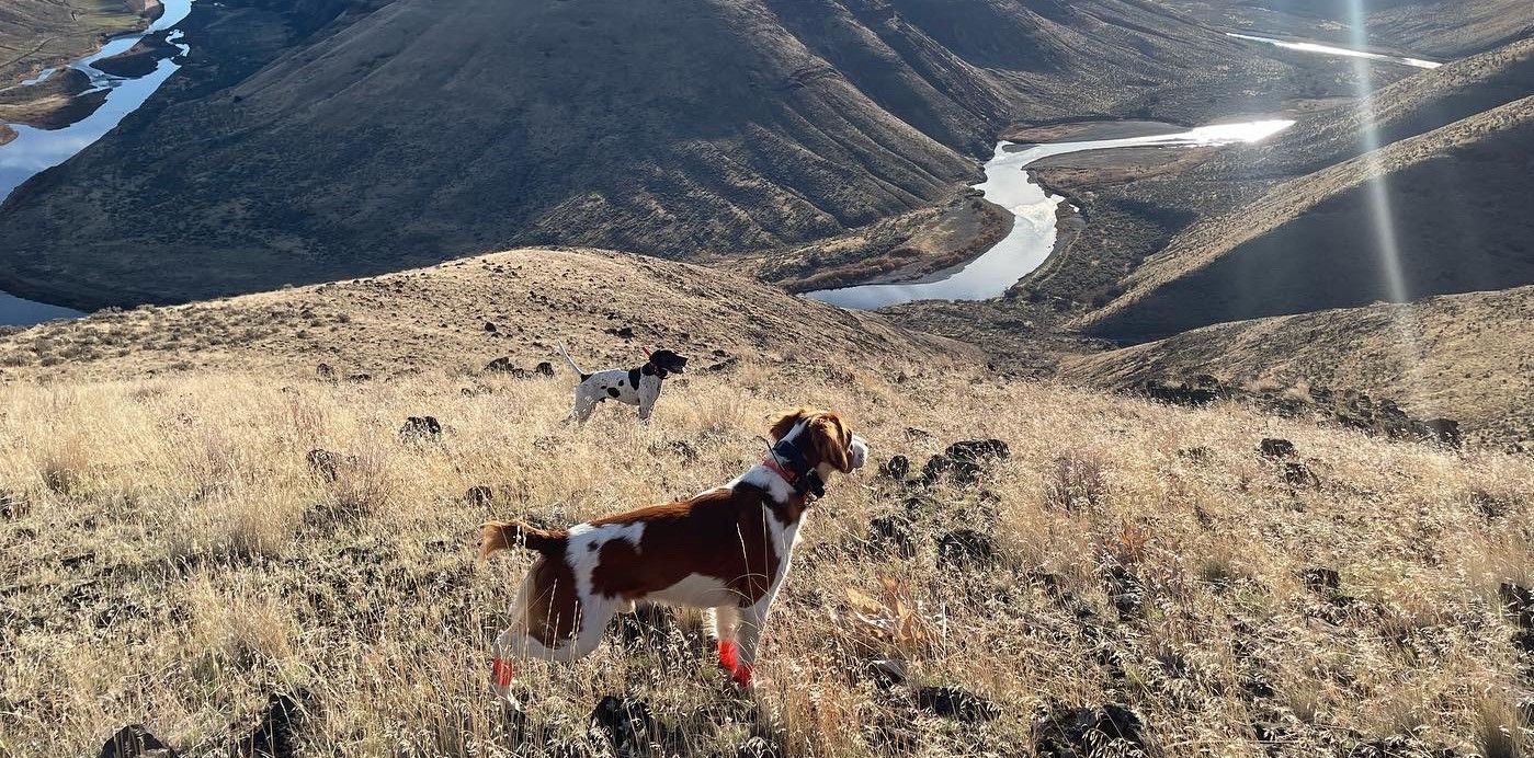 Image of a hunting dog out on a hill