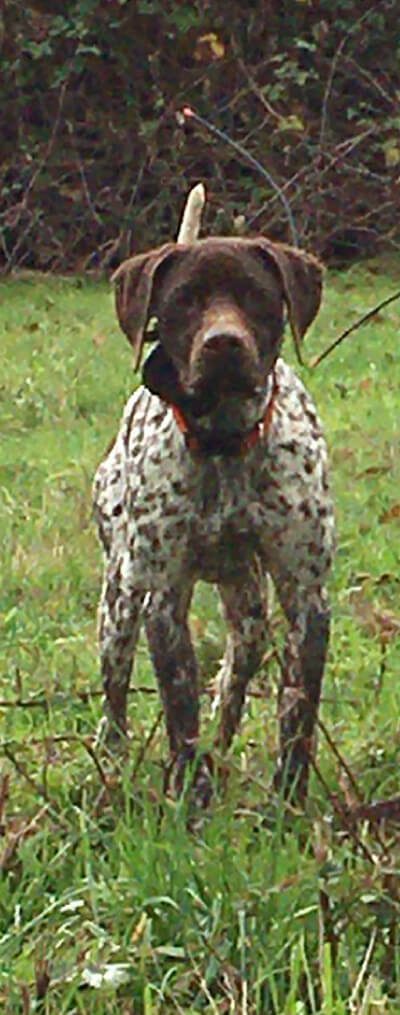 Image of a spotted dog