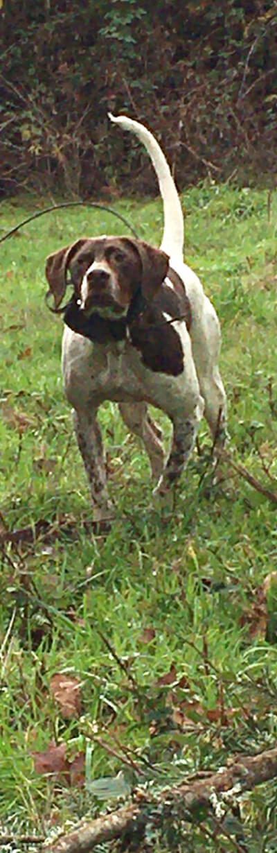 A hunting dog outside on the grass
