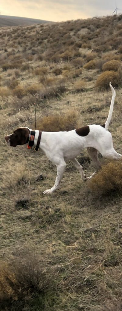 A hunting dog, pointing