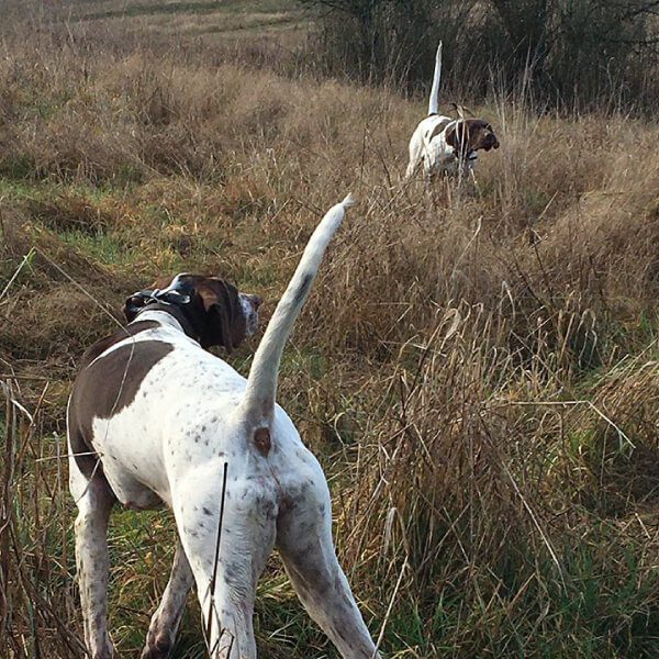 Two dogs hunting with both of their tails up