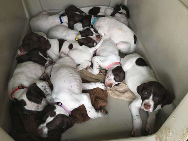 Image of a litter of English Pointers in plastic container